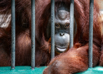 Portrait Orangutan monkey behind zoo bars or Orangutan in cage, Orangutan looking at camera. © dul_ny