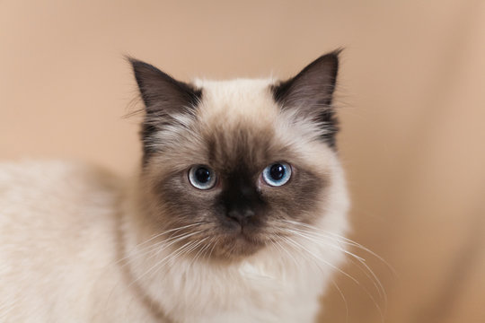 Cross breed kitty with point coloration and blue eyes