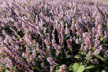 Obraz premium pink purple mesona flowers