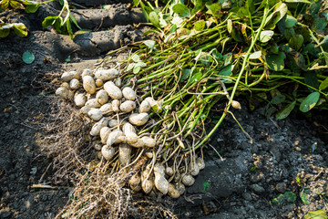 Pile of peanuts after dug out off the ground. in Yunlin County, Taiwan.