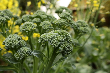 broccoli inflorescences in the garden