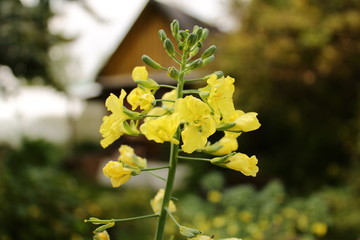 Obraz premium yellow flowers in the garden