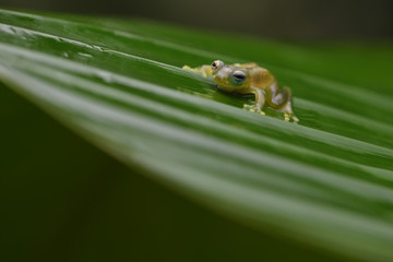 Spiny Glass Frog on leaf