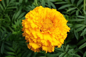 yellow flower in the garden