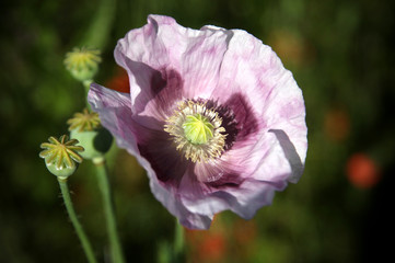 Lilac opium poppy on bloom - obrazy, fototapety, plakaty