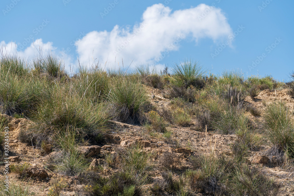 Wall mural mountainous area with vegetation in semi-arid environments