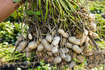 farmer harvesting peanut on agriculture plantation.