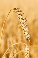 Gold wheat field background. Detail of ripening ears of yellow cereal field ready for harvest growing in a farm field. Copy space for your advertising text message