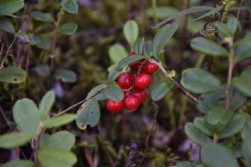 red bilberry