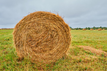 Close-up haystack in the form of rolls on an agricultural field.