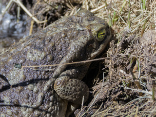 Toad in the backyard