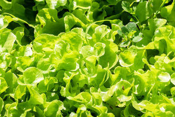 organic green vegetables farm