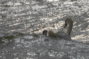 Swans swim on wild waves in windy weather