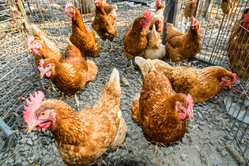 Chickens in the traditional free-range poultry farm