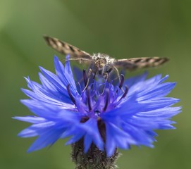 ein Falter auf einer Kornblumenblüte