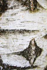 bark of a birch tree 