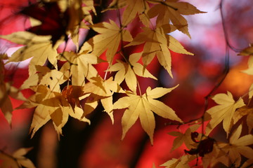Japanese acer leaves turning red and yellow during the autumn
