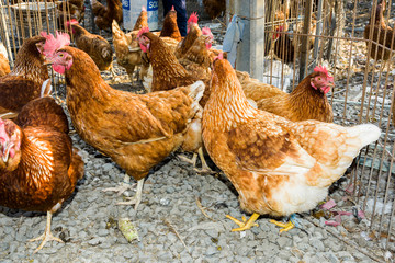 Chickens on traditional free range poultry farm
