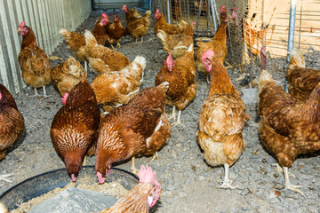 Chickens in the traditional free-range poultry farm