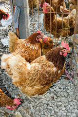 Chickens on traditional free range poultry farm