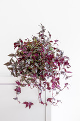 bright living room with purple and green houseplant wandering jew,Tradescantia Zebrina