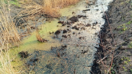 swamp in the forest