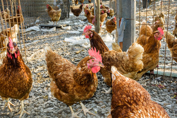 Chickens in the traditional free-range poultry farm