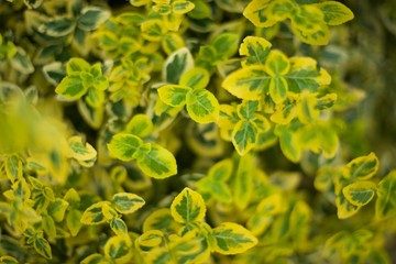 Green leaves pattern background. Natural background and wallpaper. Green plant natural pattern.