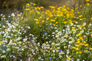 Beautiful wildflowers on an Engish summer day