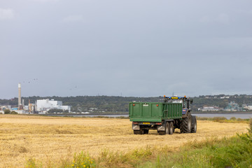 English wheat field harvesting