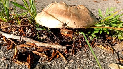 mushroom in the forest