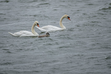 Swans swim on wild waves in windy weather