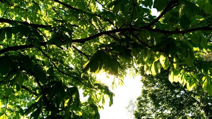 green leaves in the sun