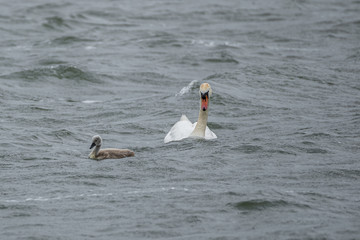 Swans swim on wild waves in windy weather