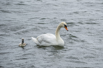 Swans swim on wild waves in windy weather