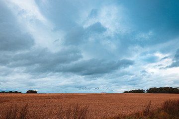 Obraz premium A moody cloudy sky over a wheat field