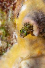 spinyhead blenny,Acanthemblemaria spinosa,