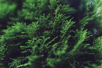 Green leaves pattern background. Natural background and wallpaper. Green plant natural pattern.