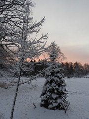 Pink sunrise in winter forest by the lake