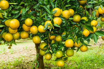 close-up of oranges fruit in the orchard, Taichung Taiwan.