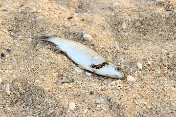 Wasps consume a dead mullet fish on the beach. Shallow depth of field, selective focus