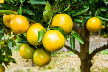close-up of oranges fruit in the orchard, Taichung Taiwan.