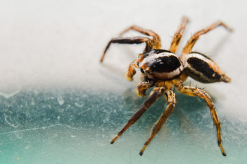 spider on the glass