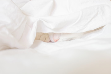 Fototapeta na wymiar White cute cat sleeps in a sheet. Only the nose is visible. The concept of pets, comfort, cleanliness. Copspace.