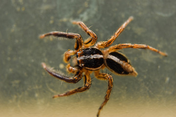 spider on the glass