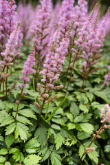 Pink Astilbe japonica blossom with fresh green leaves. Common names include false goat's beard and false spirea. Vertical image