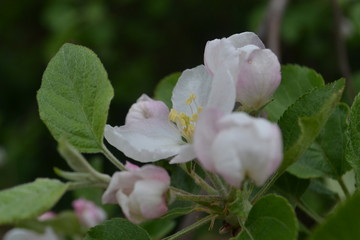 White-pink flowers of an apple tree on a background of green leaves and branches