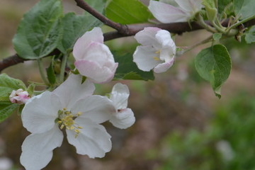 Obraz premium White-pink flowers of an apple tree on a background of green leaves and branches