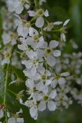 White flowers of bird cherry on a green background