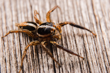 spider on the wall